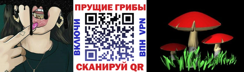 Галлюциногенные грибы Psilocybine cubensis  Кстово 